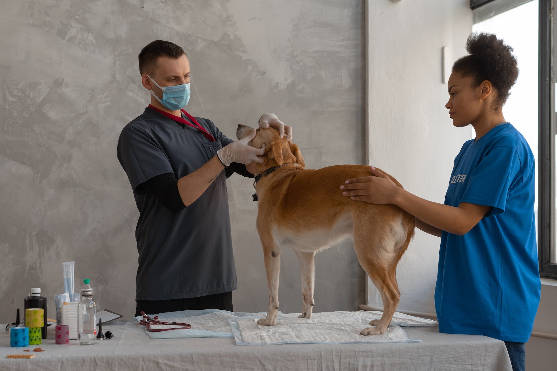 a doctor looking the dog