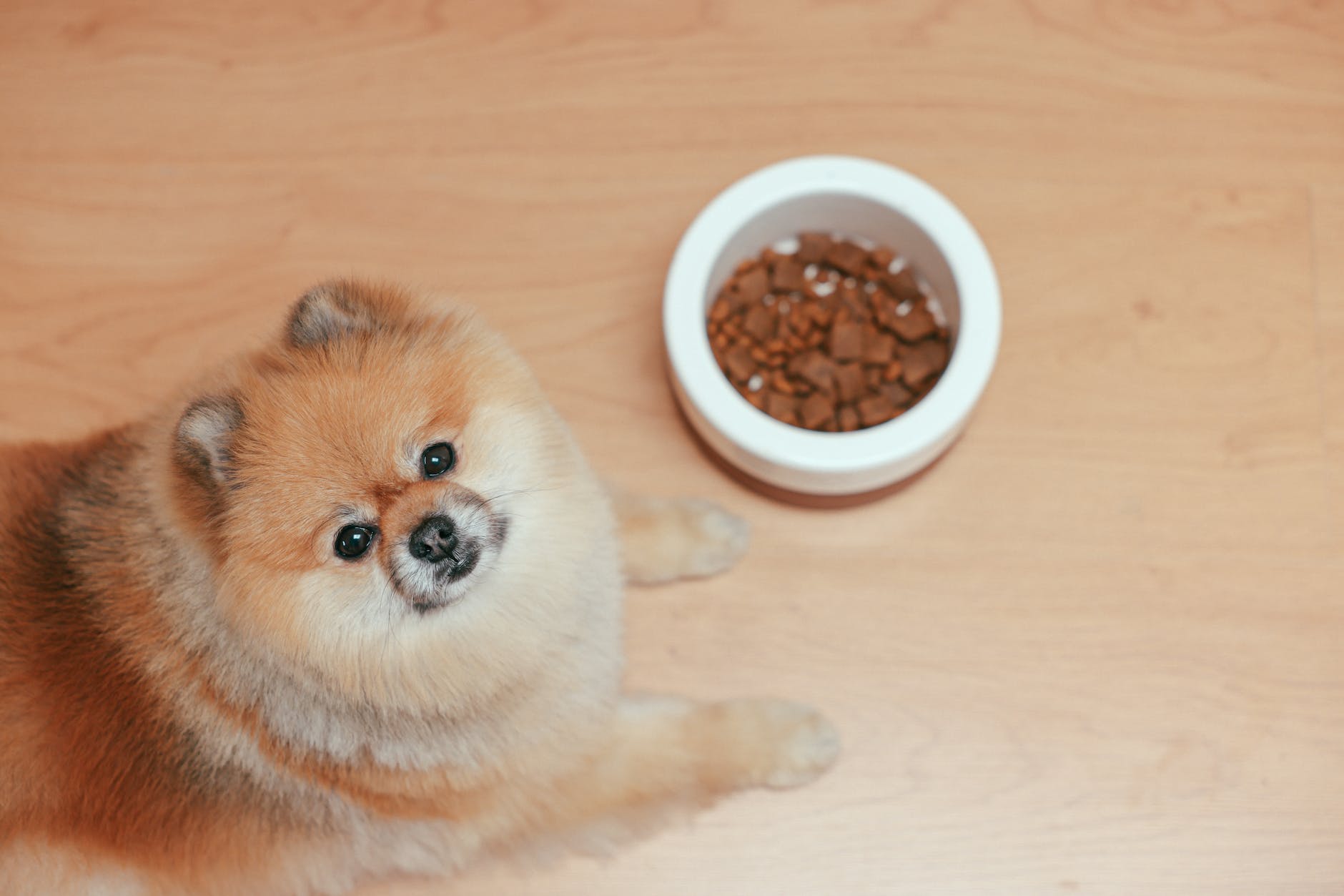 a pomeranian dog lying on wooden floor